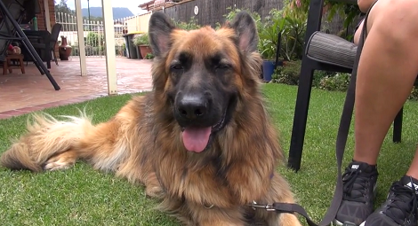 Two Awesome Ways To Help Feed Shelter Dogs Because They Deserve It! – A ...