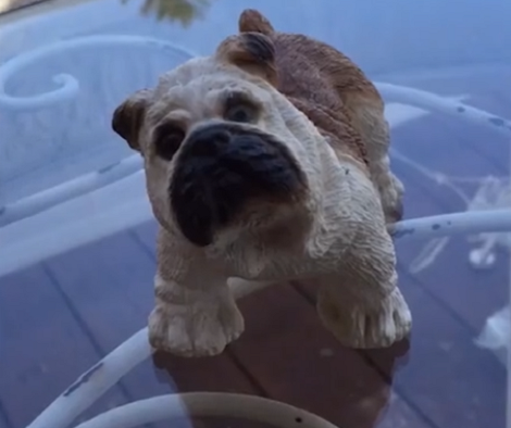 How This Pup Reacts When He Sees This Toy Is Going To Make You Laugh!