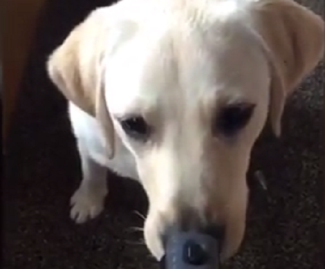 Adorable Pup Finds His Parents' Vacuum Cleaner - Then Gets All Creative!