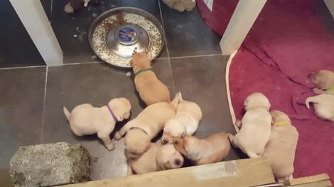 What Is It Like To Have 19 Adorable Puppies Under The Same Roof?!