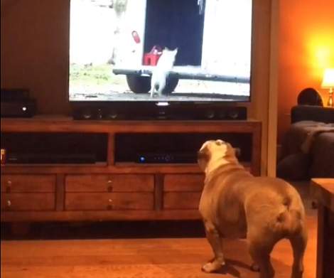You've Got To See How This Pup Reacts When This Particular Commercial Comes Up!