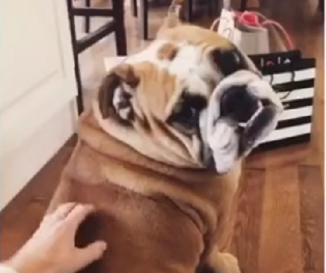 This Adorable Pup Absolutely Loves His Butt Scratchies! Awww, This Is Too Cute!