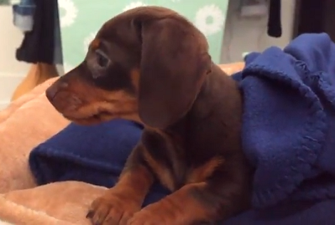 Watch How This Adorable Pup Enjoys Her New Surroundings At Her Brand New Home!