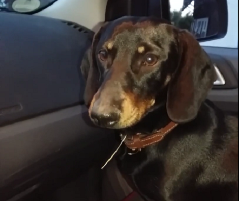 Adorable Dachshund Is Sitting In The Car. But When The Music Starts Playing? Aww!