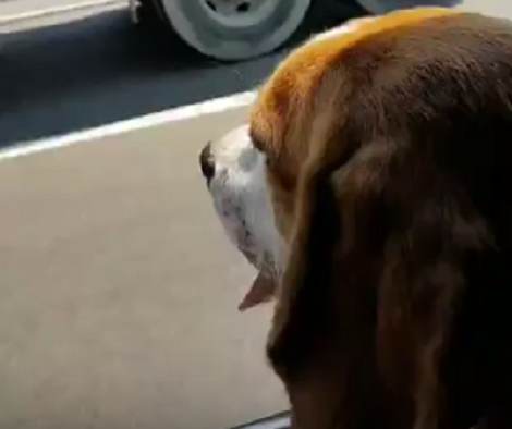 This Pup's So Happy He's Going To Spend An Entire Day With Friends!