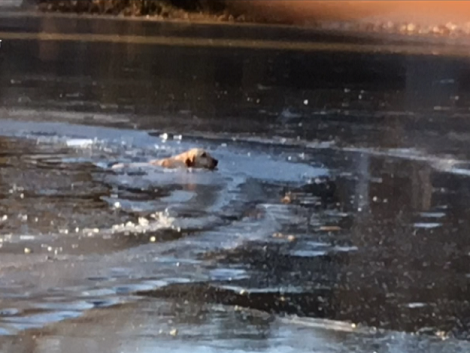 Watch How Brave Firefighters Rescue Pup Who Had Fallen Through Thin Ice