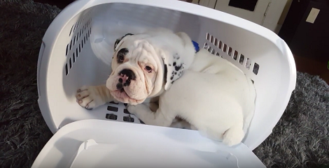 Their English Bulldog Was Making Strange Sounds. What He Was Doing? Hilarious!