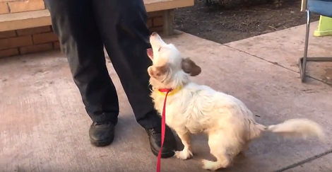 This Adorable Pup Is Blind And She's Nothing But A Sweetheart!