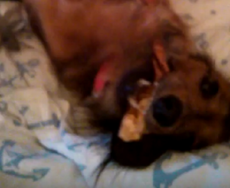 This Adorable Puppy Is A Bit Scruffy Today But She Won't Stop Chewing!