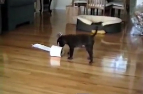 When You See What This Labrador Pup Is About To Do With The Toilet Paper? LOL