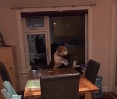 Talented And Super Sneaky Pup Uses Furniture to Get Some French Fries!