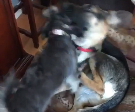 Watch How A Small Pup Tries To Bug His Big Sibling! This Is Too Adorable!