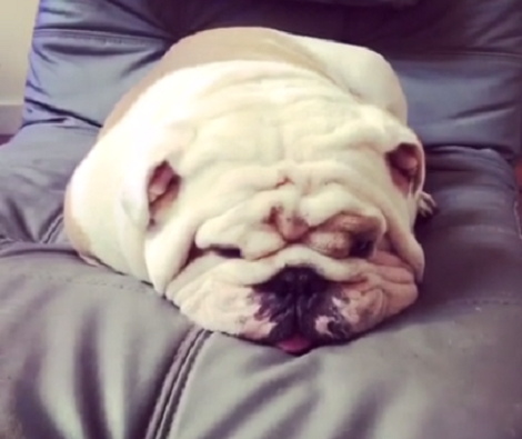 Watch How This Adorable Little Pup Curls Into A Tiny Fluffy Ball!