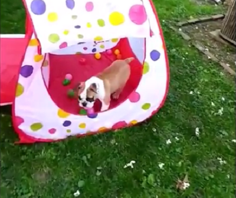 You Have To See This English Bulldog Pup's Playground! I'm So Jealous!
