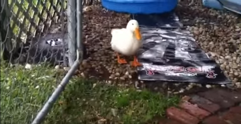 When You See This Duck's Best Friend You Won't Believe THIS! I'm Stunned!