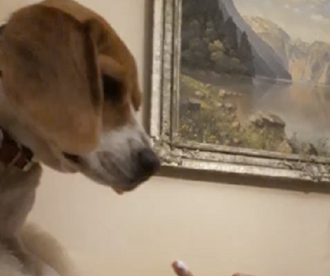 This Pup Goes Nuts Over A Finger Covered In Lotion!