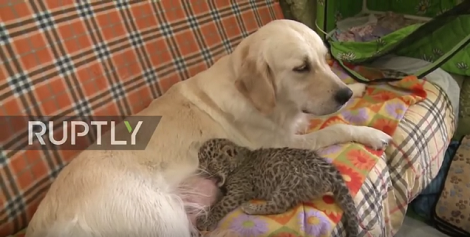 This Loving Pup Has One Message For The World - Love One Another!