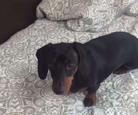 This Woman Is Teaching Her Pup How To Nod And Shake And It's Adorable!