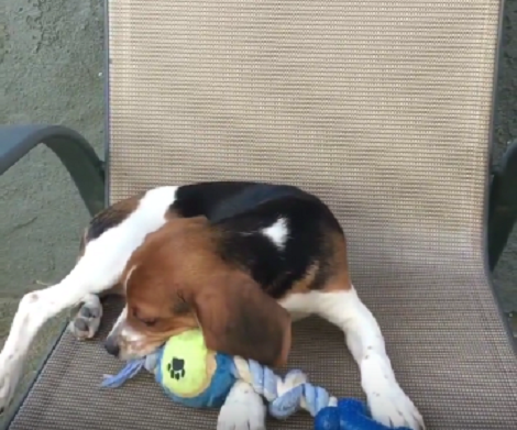 This Adorable Pup's Life Is So Simple And Yet So Full Of Fun, It's Unbelievable!
