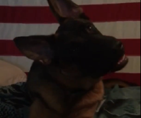 This Adorable Pup's Head Tilt Is Going To Melt Your Heart!