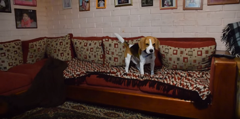 She Couldn't Find Her Beagle Pups Anywhere. But When She Entered The Living Room? OMG!
