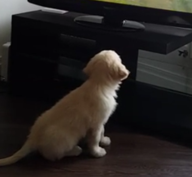 When You See What This Golden Retriever Is Watching On TV? I'm Inspired! WOW!
