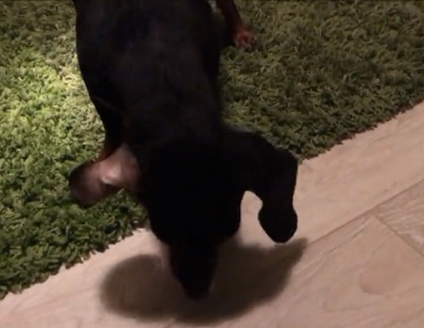 Watch How This Adorable Pup Gets Baffled By A Healthy Treat!