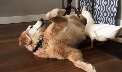 There's No Discrimination In Pup-World And This Video Proves It Beautifully!