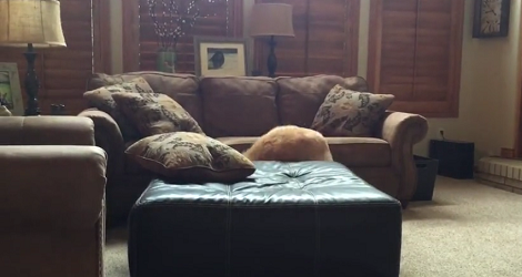 This Adorable Pup Desperately Wants To Participate In The Pup-Olympics!