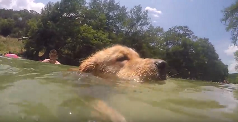 While Others Were Celebrating Halloween, This Pup Was Busy Swimming!