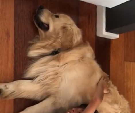This Is The Most Loving, And The Most Patient Pup I've Come Across!