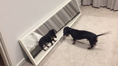 Adorable Pup Doesn't Know Yet The Reflection In The Mirror Isn't Another Pup!