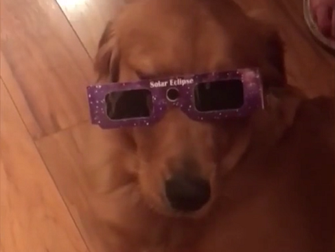 Whether You Saw It Or Not, This Pup Saw The Solar Eclipse With Appropriate Glasses!