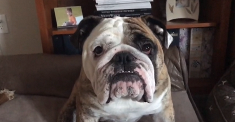 This Pup Loves Car Rides So Much Wait Till You See His Priceless Reaction!