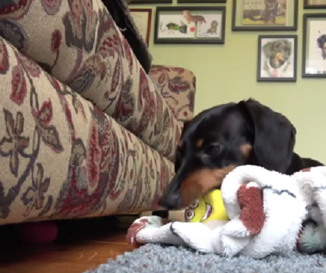 Wait Till You See This Pup's Favorite Game - You're Going To Laugh!
