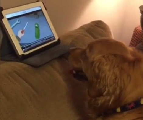 This Adorable Pup Likes To Watch His Shows On The iPad!