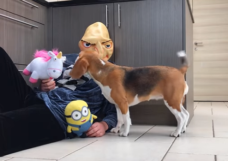 What Happens When Two Pups Meet Gru And The Minions?! Check This Out!