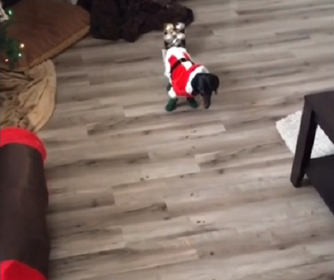 Adorable Pup Auditions To Pull Santa's Sleigh... But Fails Hilariously!