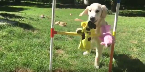 They Brought Their Golden Retriever A New Puzzle. How Their Pup Reacts? Adorable!