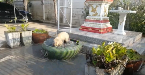 When You See How This Pup Decided To Play Your Jaw Will Drop!