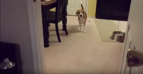 Mommy Says Something To Her Beagle Pup. What Happens Next? I'm Cracking Up!