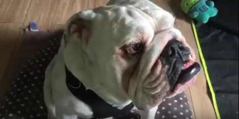 This Adorable Pup Accidentally Popped His Boxing Day Gift!