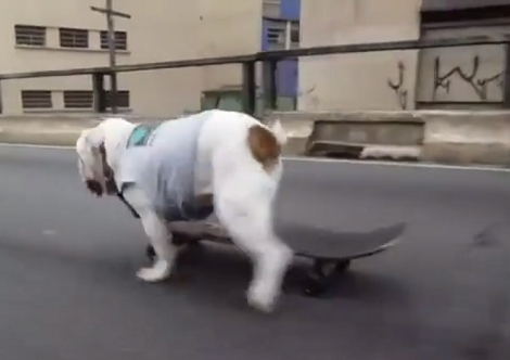 If You've Never Tried To Ride A Skateboard, Here's An Inspiration To Start You Off!