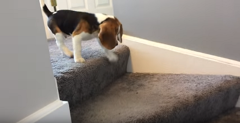 Watch This Puppy Do His Best To Get Down The Stairs! Aww!!