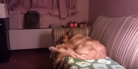When You See What This German Shepherd Can Do In His Sleep? OMG!