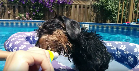 When You See How This Dachshund Pup Is Chilling Out In The Pool?! Amazing!