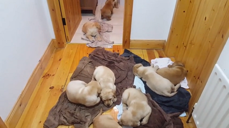 How These Puppies Chill After A Bath Is Going to Melt Your Heart!