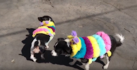 These Adorable Pups Dressed As Caterpillars On Halloween!