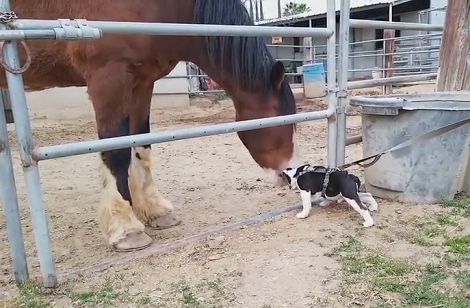 Have You Ever Seen A Pup Kissing A Giant Horse? This Is Just Adorable!