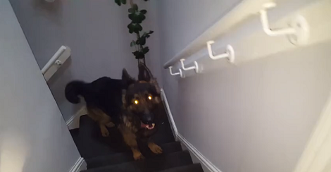 This Pup Absolutely Refuses To Leave His Mama Alone!
